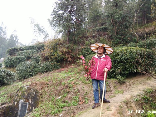 1491791698228447.jpg 田信国为拍摄茶园采来几支映山红_副本.jpg